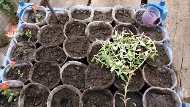 Портулак ампельный, обзор, черенкование. смотреть онлайн