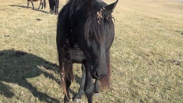 Карачаевская порода. Выпуск №2. Лошади Байчорова Ахмата. т. +79681000002 смотреть онлайн
