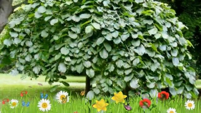 Вяз шершавый Кампердоуни ? Обзор: посадка и уход. крупномеры вяза: описание и особенности