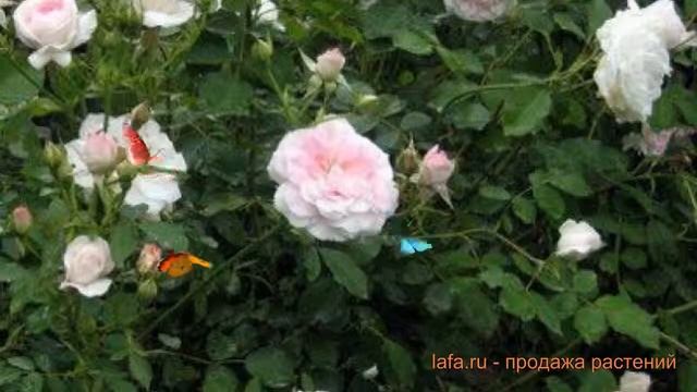 Роза канадская парковая Хайди ? обзор: как сажать, саженцы розы Хайди смотреть онлайн