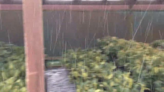 50 SCHATTEN VON GRÜN! Neue Pflanzen sind da... смотреть онлайн