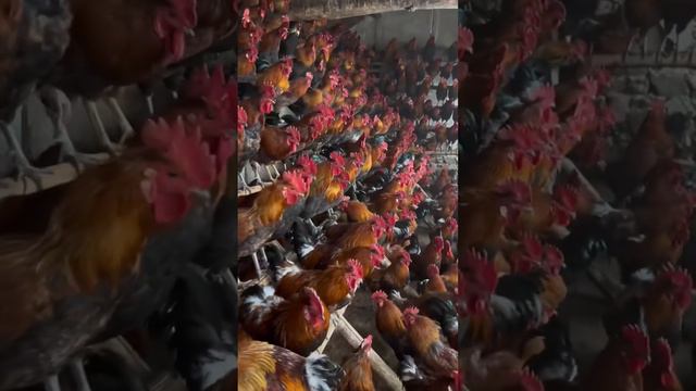 Стадион из петухов смотреть онлайн