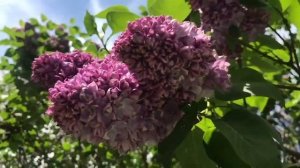 Lilac Garden / Сиреневый Сад