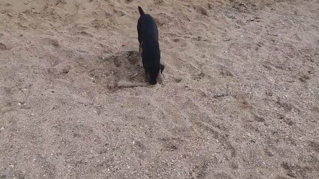 Ягдтерьер. Крым 2020. смотреть онлайн