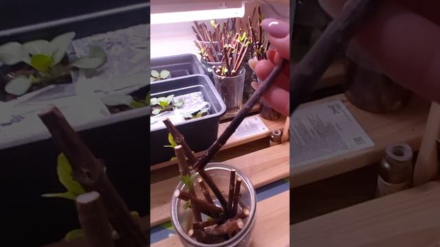Черенкование  гортензий 