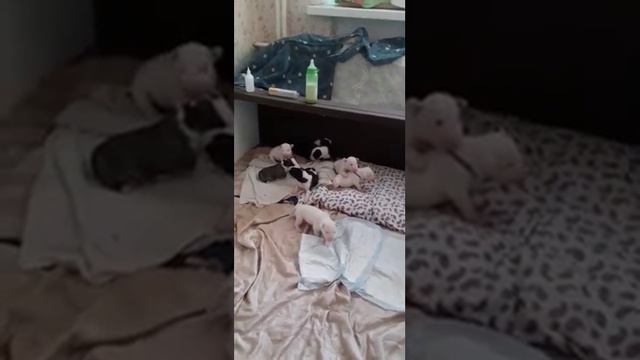Щенки Стандартного бультерьера #стандартныйбультерьер #bullterrier  #бультерьер
