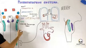 Урок 8  Регуляция дыхания  Часть 1