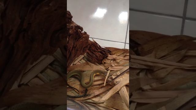 Ophiophagus hannah feeding (malaysian locale king cobra)