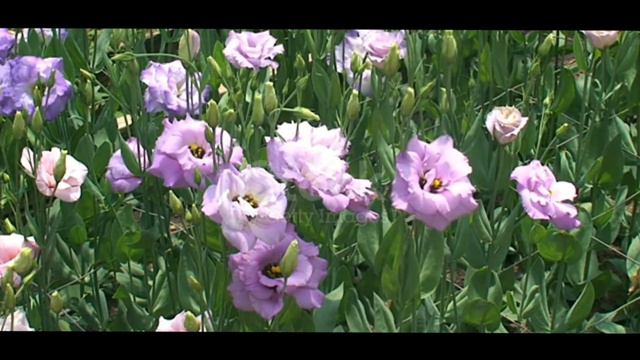 Lisianthus II Expensive flower in the world смотреть онлайн