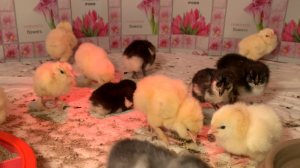 Породные цыплята два вывода подряд