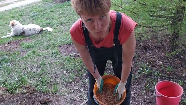 Отличное удобрение для посадки картофеля смотреть онлайн