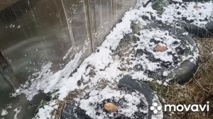 САЖАЮ КАРТОФЕЛЬ ПОД ЗИМУ // ОПЫТ 2023 Г // СЕКРЕТЫ ХОРОШИХ УРОЖАЕВ