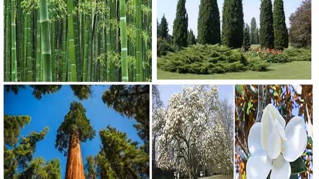 7 Растительный мир субтропиков смотреть онлайн