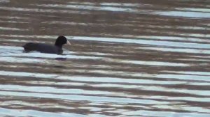 Весна в Крыловской, Ленинградский район 2019