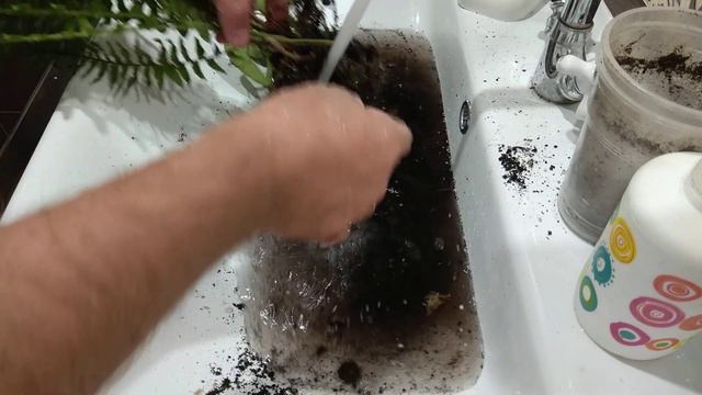Посадка папоротника и перца в фитофильтр