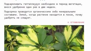 Гептаплеурум уход в домашних условиях пересадка размножение