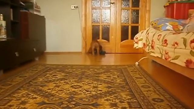 ШИК МОДЕРН ФЕРРАРА смотреть онлайн