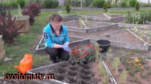 Полуденное золото на вашей клумбе. Газания – очень декоративное и нетребовательное растение