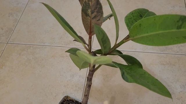 Ficus elastica Sсhriveriana/ Фикус эластика Шривериана ✈️