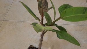 Ficus elastica Sсhriveriana/ Фикус эластика Шривериана ✈️