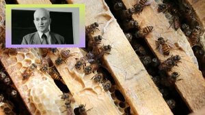 А вы это знали? Сухая или мокрая печатка мёда и зимовка пчел. Секреты пчеловода Кашковского В. Г.