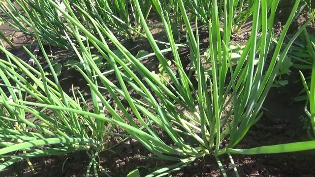 уход за луком семейкой,хитрости смотреть онлайн