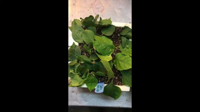 Propagation of a woody species: Bougainvillea glabra смотреть онлайн