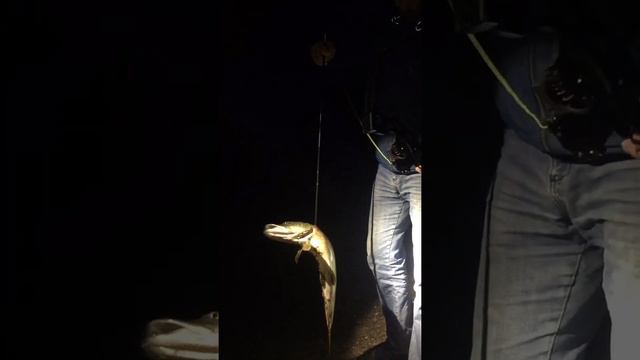 ОХОТА НА РЫБУ 2019/ САМЫЙ ЗРЕЛИЩНЫЙ БОУФИШИГ/ С ЛУКА /fish hunting 2019 / смотреть онлайн