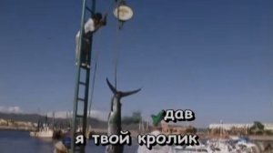 Зайка моя Киркоров