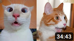 ПРИКОЛЫ С ЖИВОТНЫМИ 2023