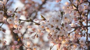 Вишня белоснежная!!!Татьяна Козловская!!!Рада Светлая!!!