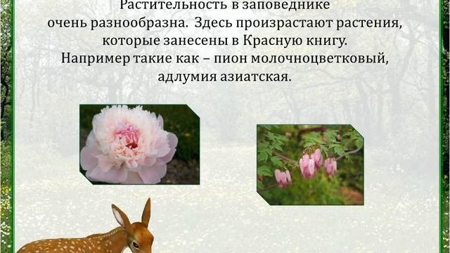 Заповедники Амурской области