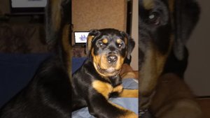 ратвейлер 1-4 месяцев