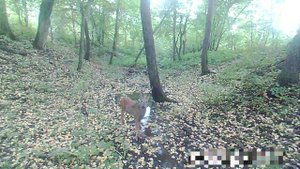 Испуганая касуля