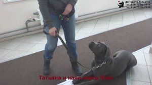 Занятие в группе Общий курс дрессировки. Тольятти, 23 декабря 2018.