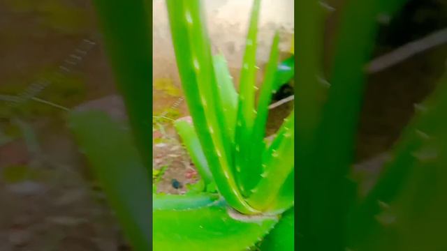Aloe vera paudha 🌱🌱🌱love_flower