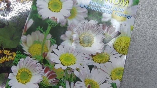 Анациклус