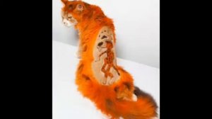 Смешные стрижки котов