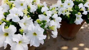 White petunia flowers grown in pots at home