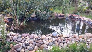 Рыбалка на садовом пруду. Пруд своими руками на участке 4,5 сотки.