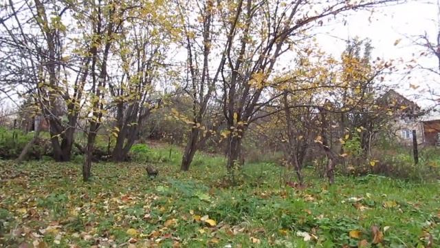 Сквозь годы...