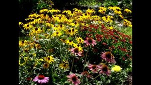 МОЙ САД. ДНИ ЛЮБОВАНИЯ ЛИКОРИСАМИ.  ЦВЕТЕНИЕ В АВГУСТЕ.