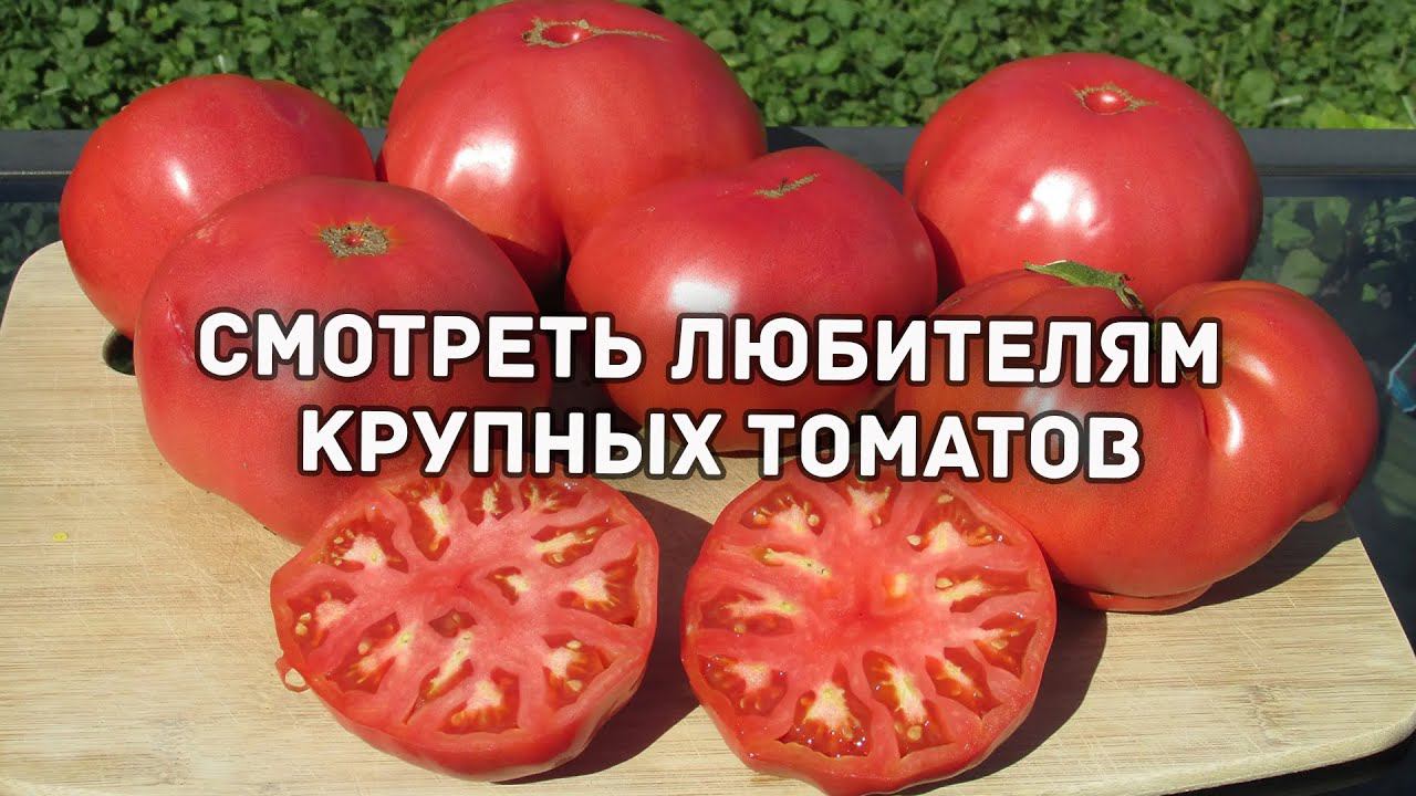 Лучшие крупные томаты от Сибирского сада.