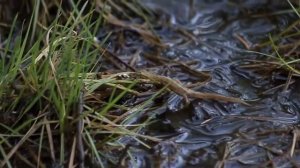 Тритон обыкновенный