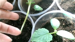 Почему вытягивается рассада семейства "тыквенные"?  Подкормка рассады.