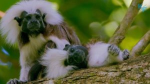 Эдипов Тамарин - странный примат с ирокезом на голове. Пинче.