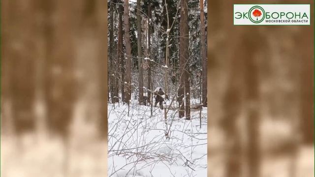 Лосиный остров чистят от сухостоя?