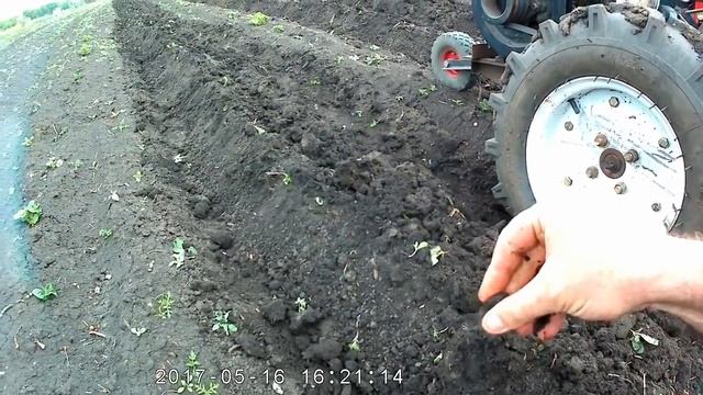 Прополка и окучивание  картофеля тяжелым мотоблоком смотреть онлайн