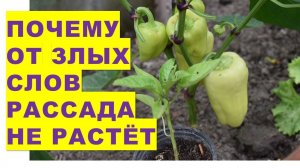 Почему от злых слов рассада не растёт? Хотите хороший урожай - с любовью обращайтесь к растениям