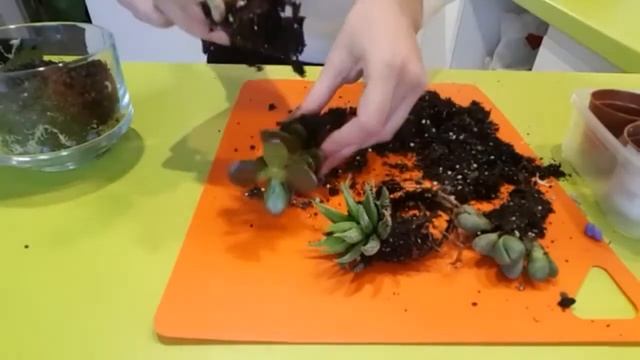 Минисадик из суккулентов ?Суккуленты в прозрачном горшке? Украшаем квартиру